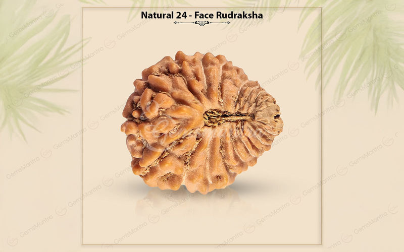 Natural 24 Mukhi Rudraksha (Nepali)