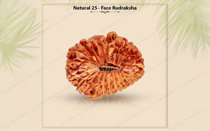 Natural 25 Mukhi Rudraksha (Nepali)