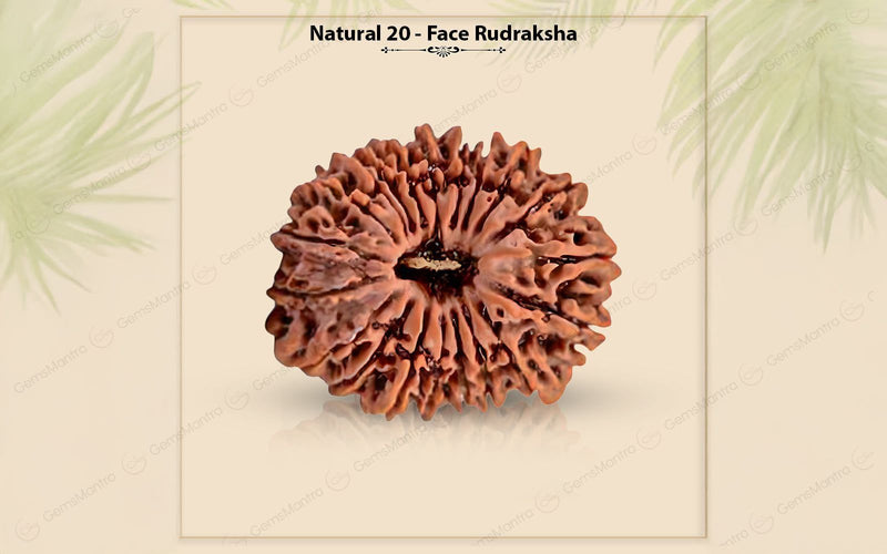 Natural 20 Mukhi Rudraksha (Nepali)