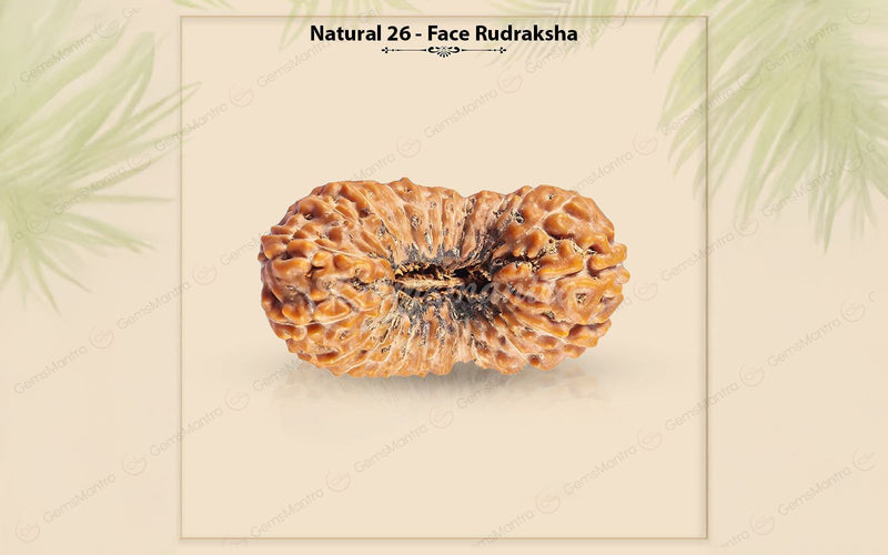 Natural 26 Mukhi Rudraksha (Nepali)