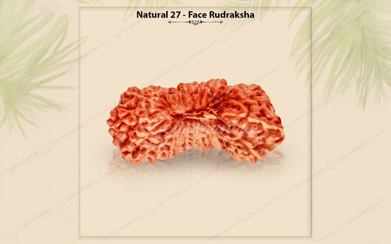Natural 27 Mukhi Natural Rudraksha (Nepali)