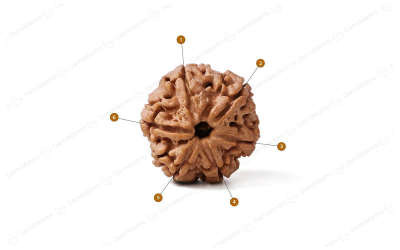 Natural 6 Mukhi Rudraksha (Nepali)