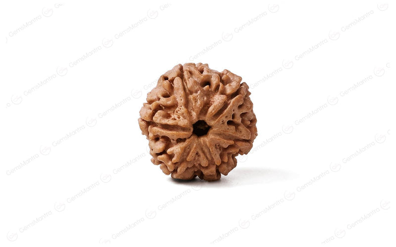 Natural 6 Mukhi Rudraksha (Nepali)