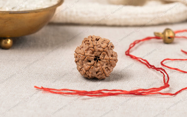 Natural 6 Mukhi Rudraksha (Nepali)