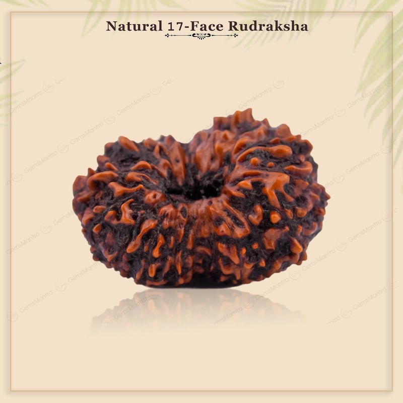 Natural 17 Mukhi Natural Rudraksha (Indo)