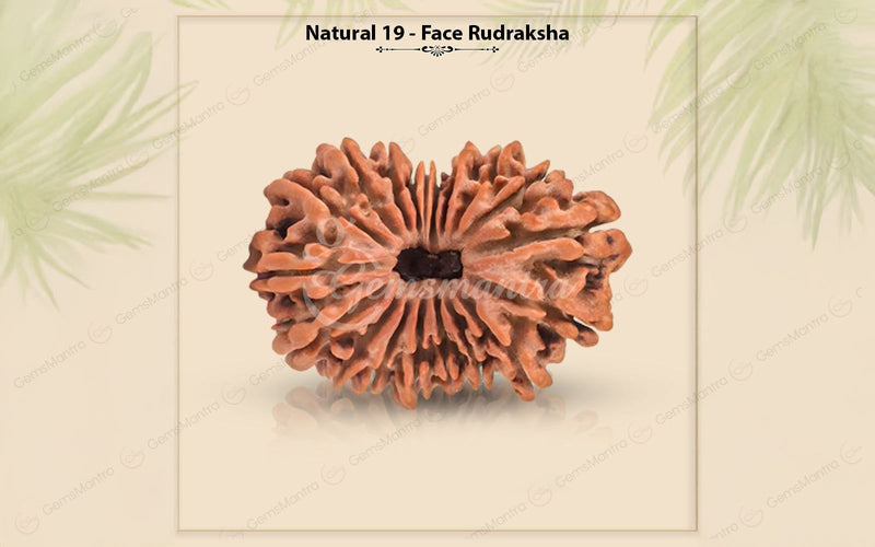 Natural 19 Mukhi Rudraksha (Nepali)