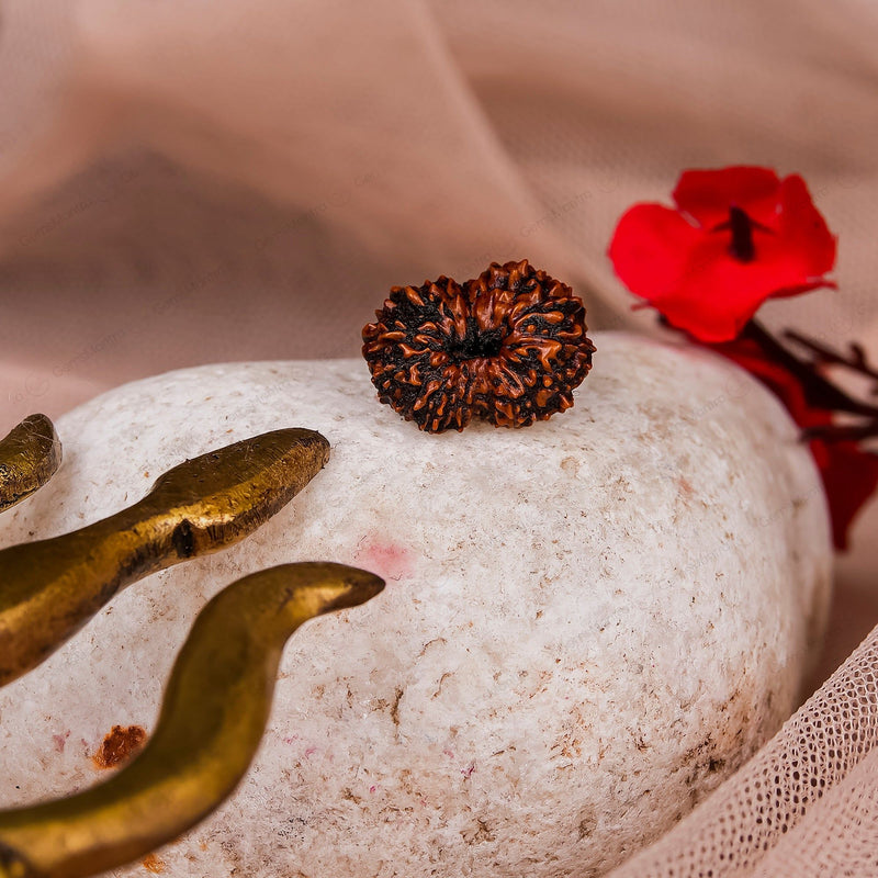 Natural 17 Mukhi Natural Rudraksha (Indo)