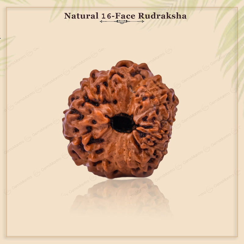 Natural 16 Mukhi Natural Rudraksha