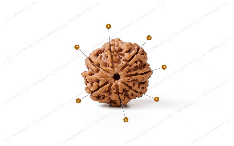 Natural 7 Mukhi Rudraksha (Nepali)