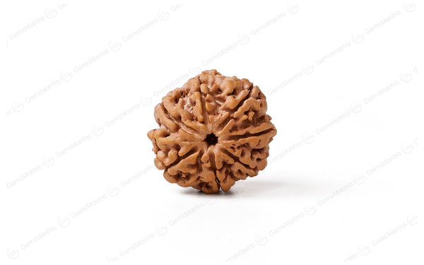 Natural 7 Mukhi Rudraksha (Nepali)