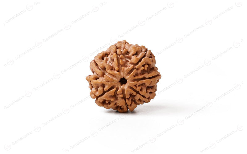 Natural 7 Mukhi Rudraksha (Nepali)