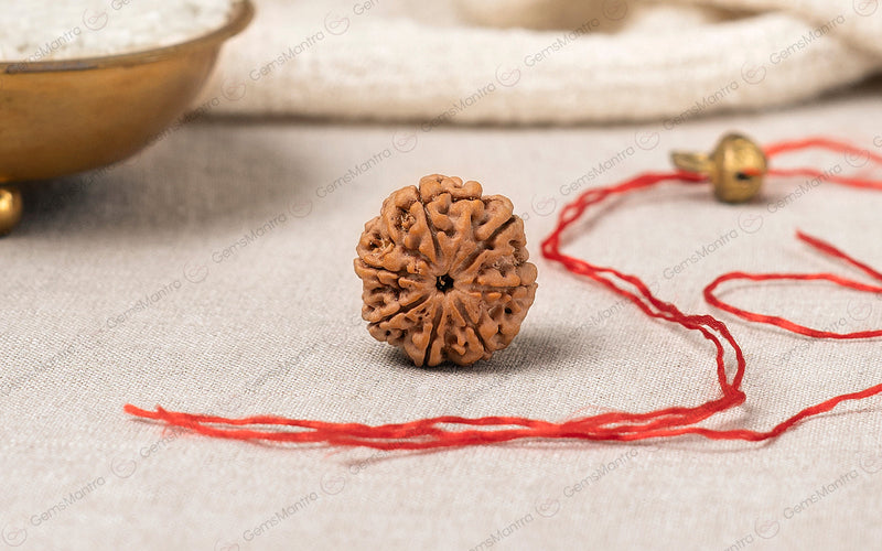 Natural 7 Mukhi Rudraksha (Nepali)