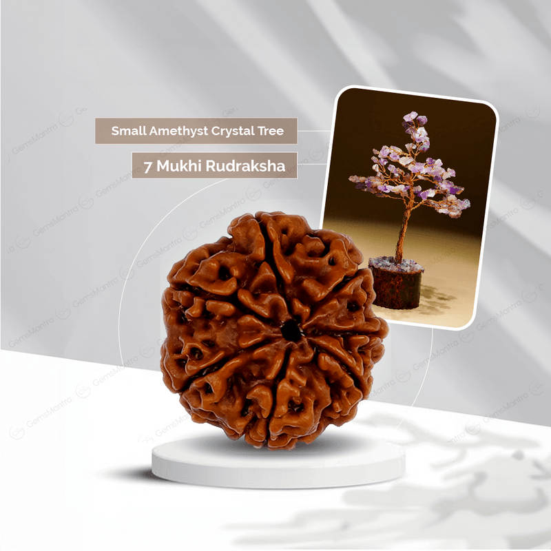 7 Mukhi Rudraksha + Small Amethyst Crystal Tree