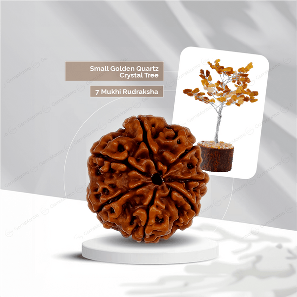 7 Mukhi Rudraksha + Small Golden Quartz Crystal Tree