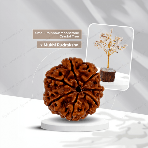 7 Mukhi Rudraksha + Small Rainbow moonstone Crystal Tree