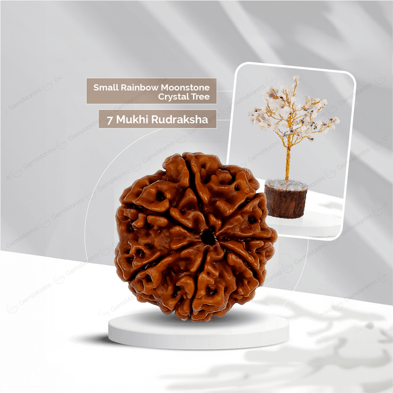 7 Mukhi Rudraksha + Small Rainbow moonstone Crystal Tree
