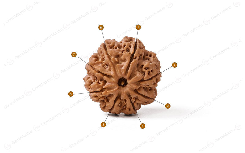 Natural 8 Mukhi Rudraksha (Nepali)