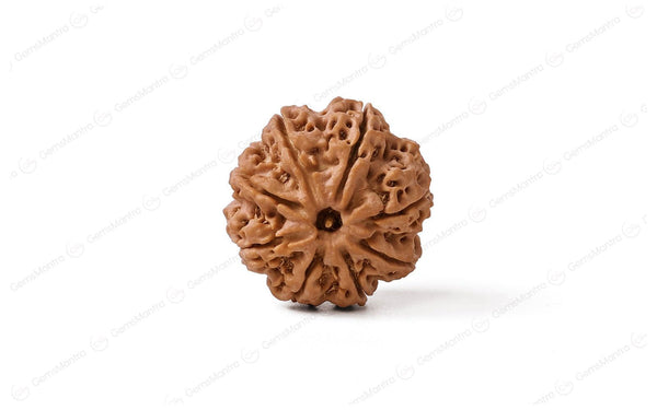 Natural 8 Mukhi Rudraksha (Nepali)