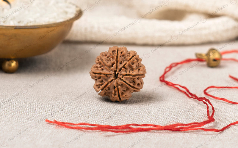 Natural 8 Mukhi Rudraksha (Nepali)