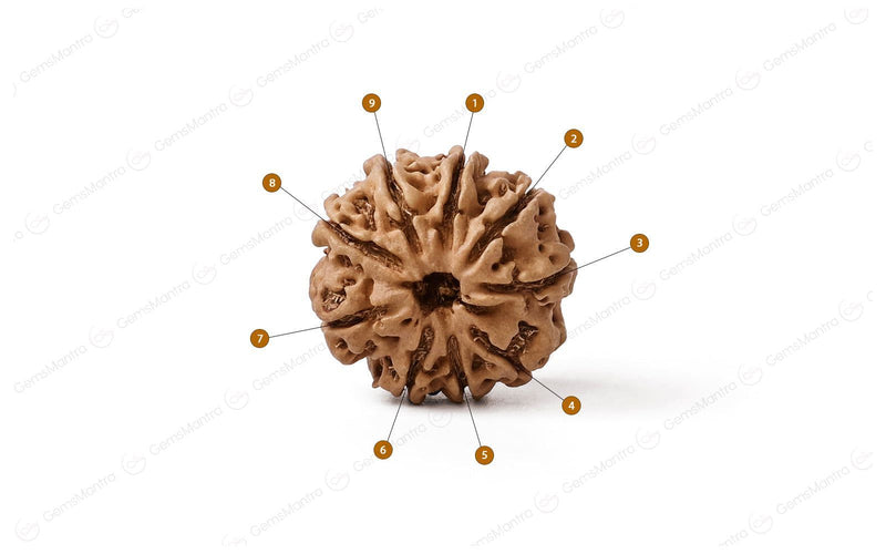 Natural 9 Mukhi Rudraksha (Nepali)