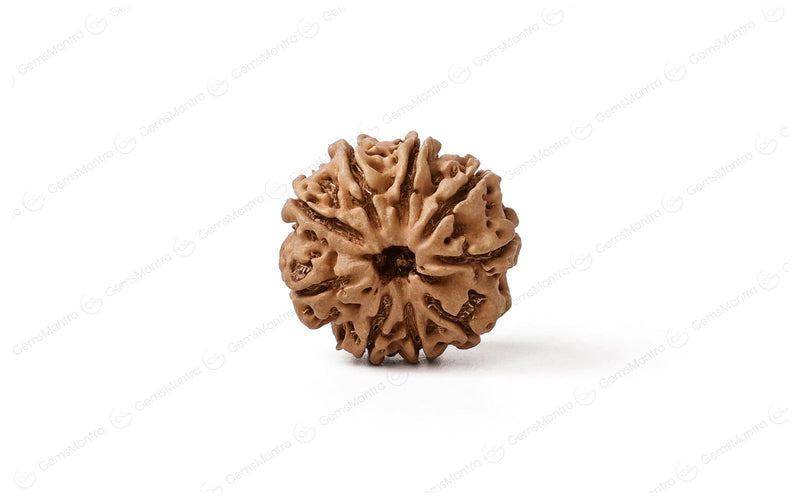 Natural 9 Mukhi Rudraksha (Nepali)