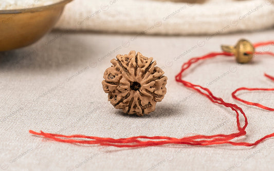 Natural 9 Mukhi Rudraksha (Nepali)