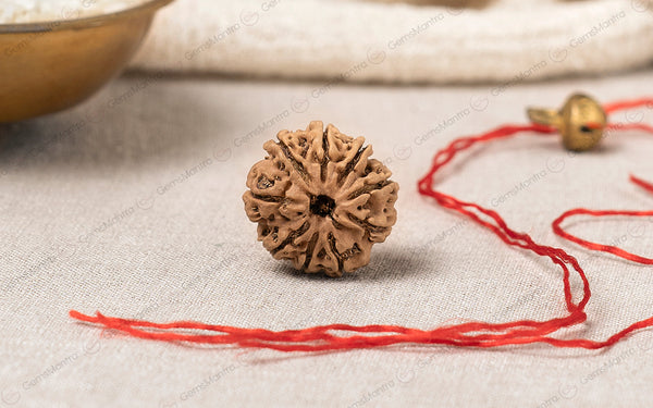 Natural 9 Mukhi Rudraksha (Nepali)