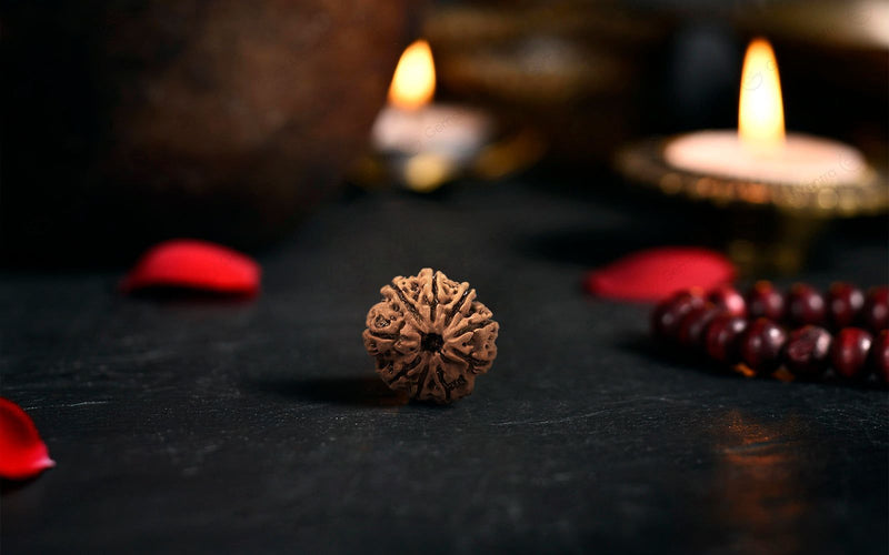 Natural 9 Mukhi Rudraksha (Nepali)
