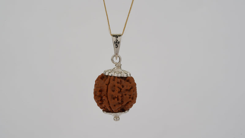 Natural 5 Mukhi Rudraksha (Nepali)