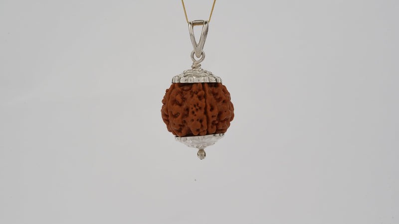 Natural 6 Mukhi Rudraksha (Nepali)