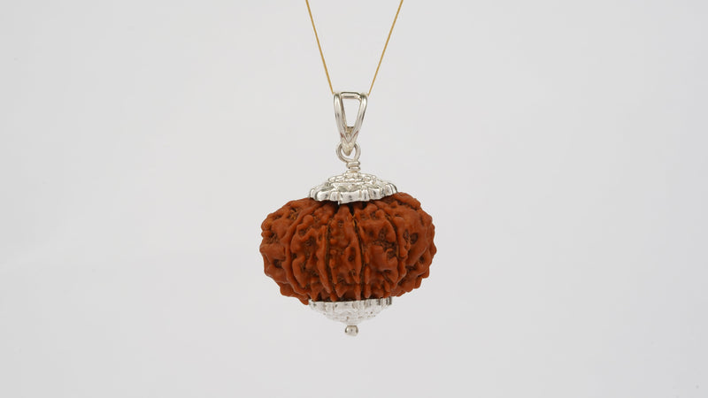 Natural 10 Mukhi Rudraksha (Nepali)