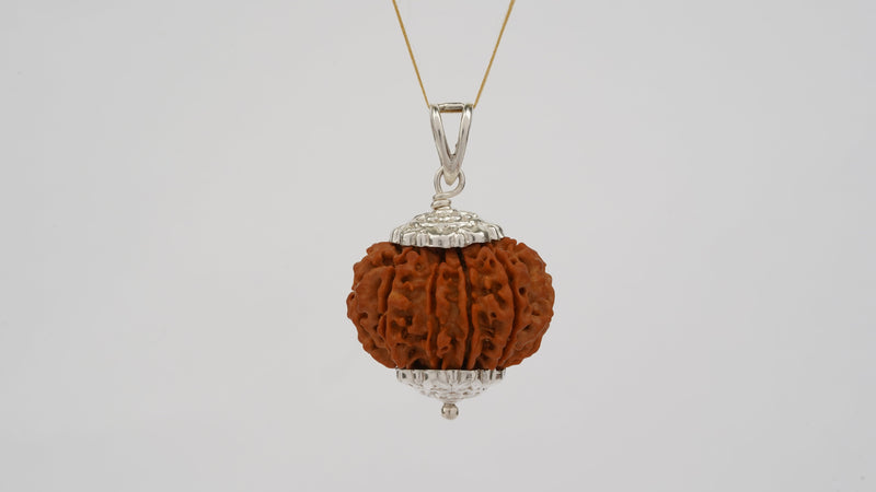 Natural 11 Mukhi Rudraksha (Nepali)