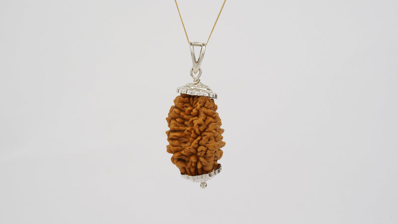 Natural 2 Mukhi Rudraksha (Indian)