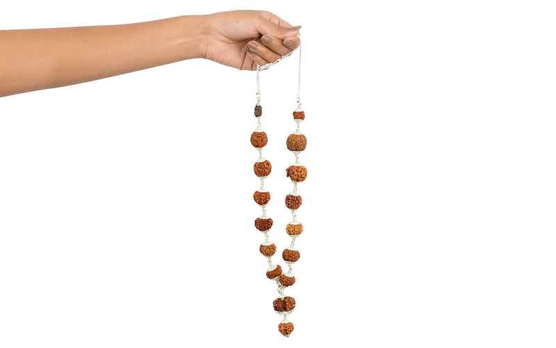 1-14 Mukhi Rudraksha Mala (Siddha Mala)