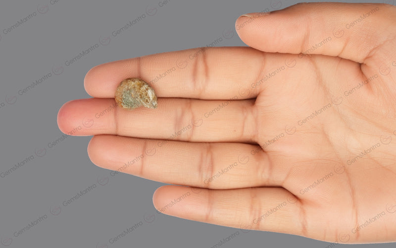 Ammolite  - 6.68 Carats