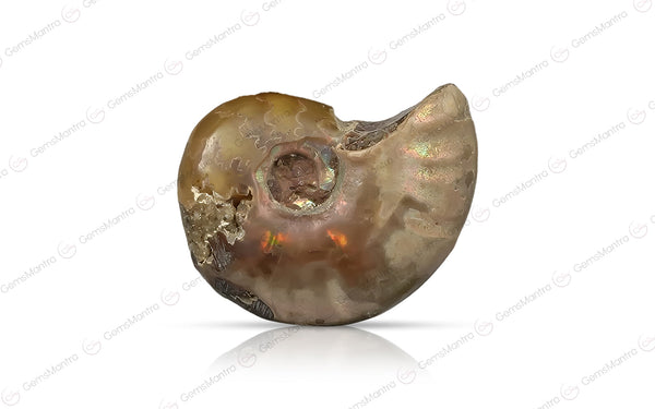 Ammolite  - 10.2 Carats