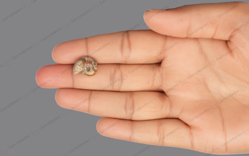 Ammolite  - 10.2 Carats