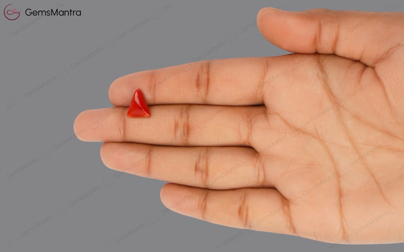 Red Coral - 2.9 Carats