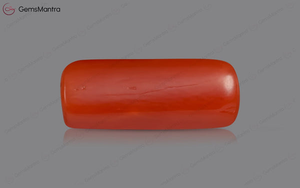 Red Coral - 3.44 Carats
