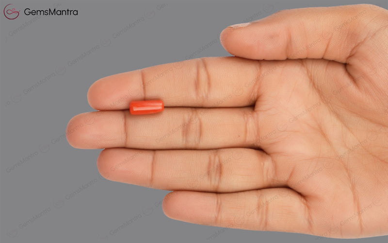 Red Coral - 3.55 Carats