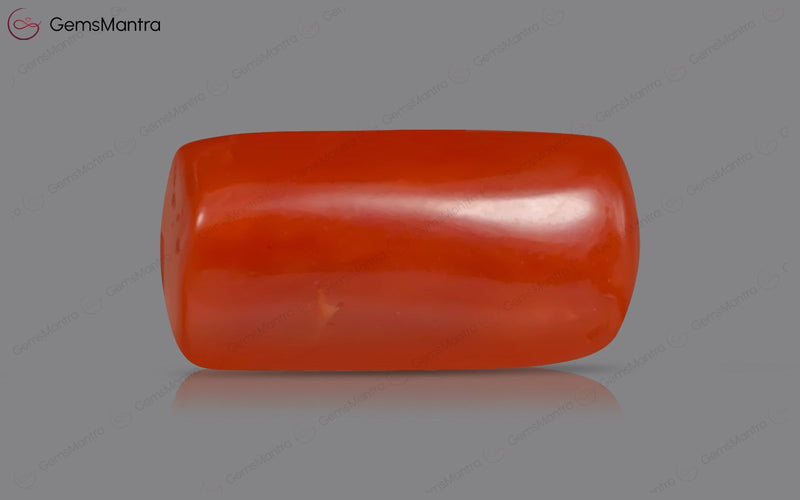 Red Coral - 3.46 Carats
