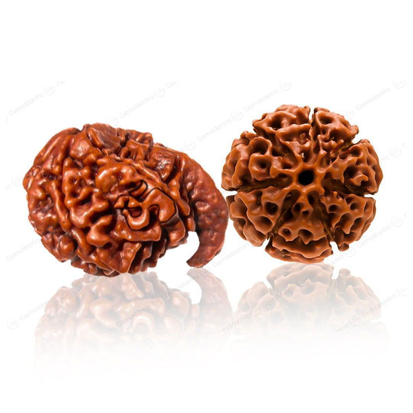 Natural Ganesh Laxmi Rudraksha Samriddhi Kit