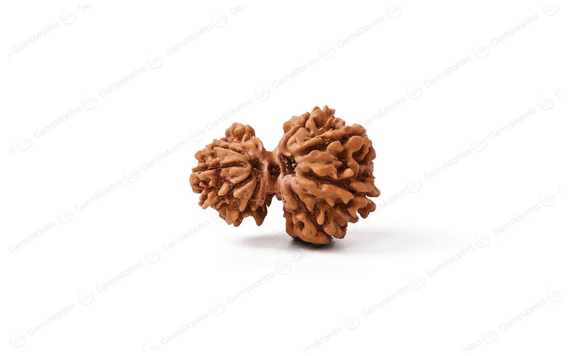 Natural Garbh Gauri Shankar Rudraksha