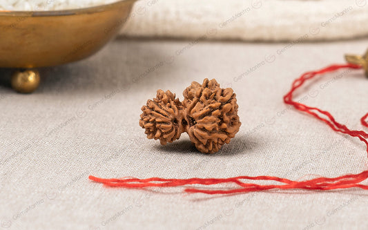 Natural Garbh Gauri Shankar Rudraksha