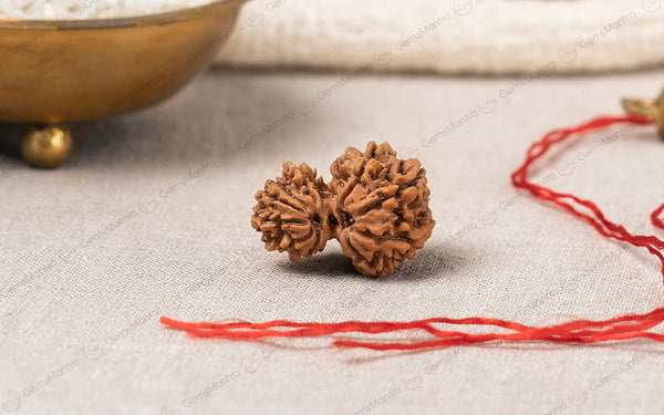 Natural Garbh Gauri Shankar Rudraksha