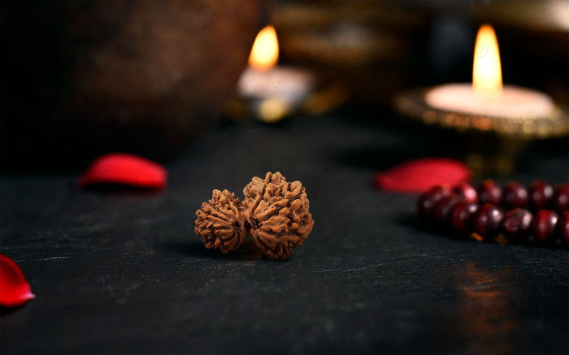Natural Garbh Gauri Shankar Rudraksha