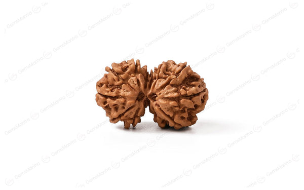 Natural Gauri Shankar Rudraksha