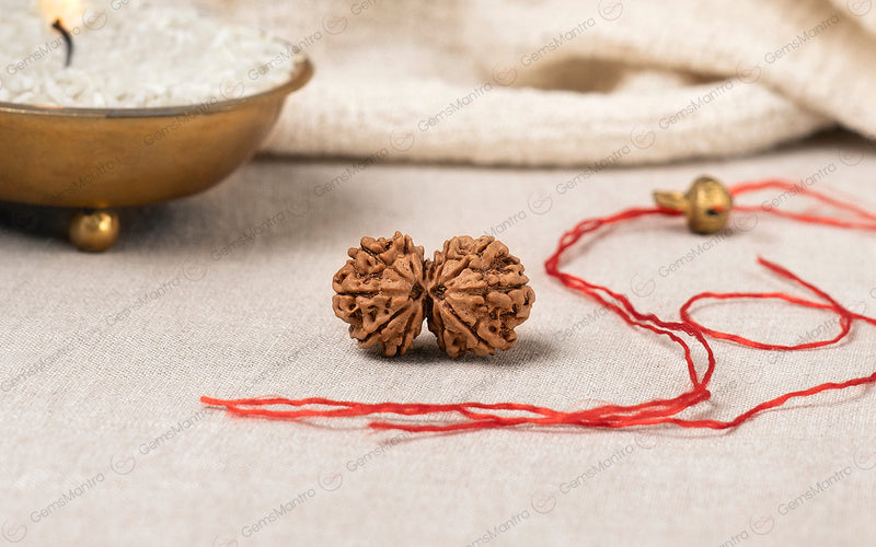 Natural Gauri Shankar Rudraksha