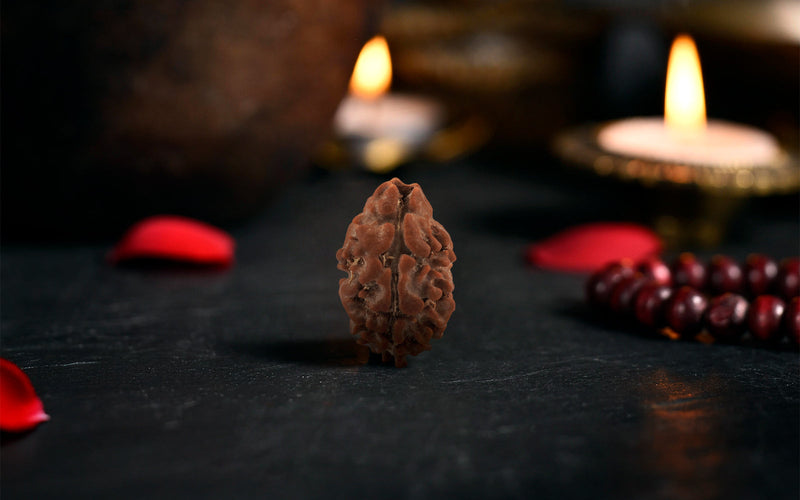 Natural 2 Mukhi Rudraksha (Nepali)