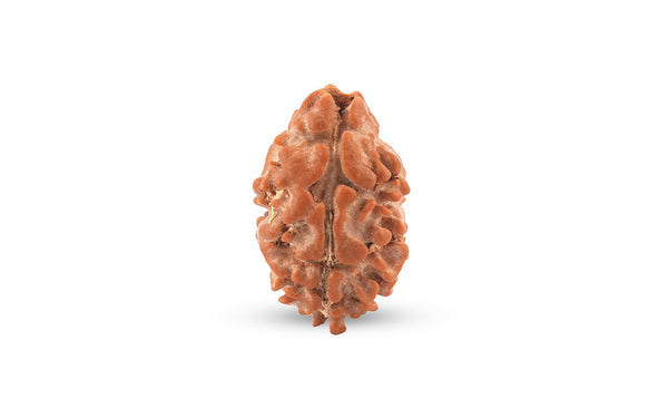 Natural 2 Mukhi Rudraksha (Nepali)